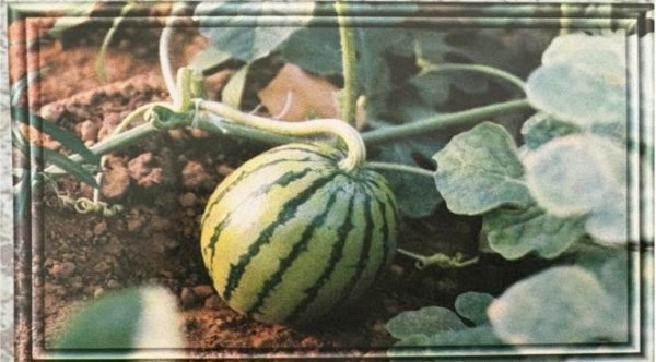 2025配资查询网站官网 档案见证大兴西瓜节三十余年变迁
